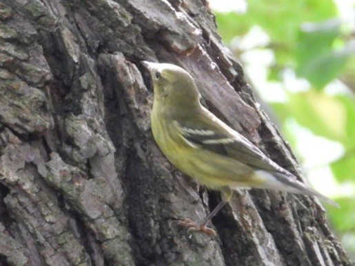 Blackpoll Warbler - ML642330840
