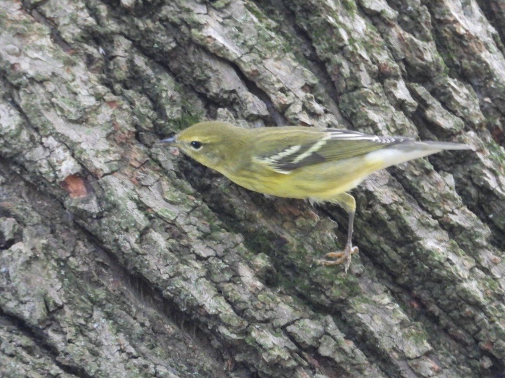 Blackpoll Warbler - ML642330841