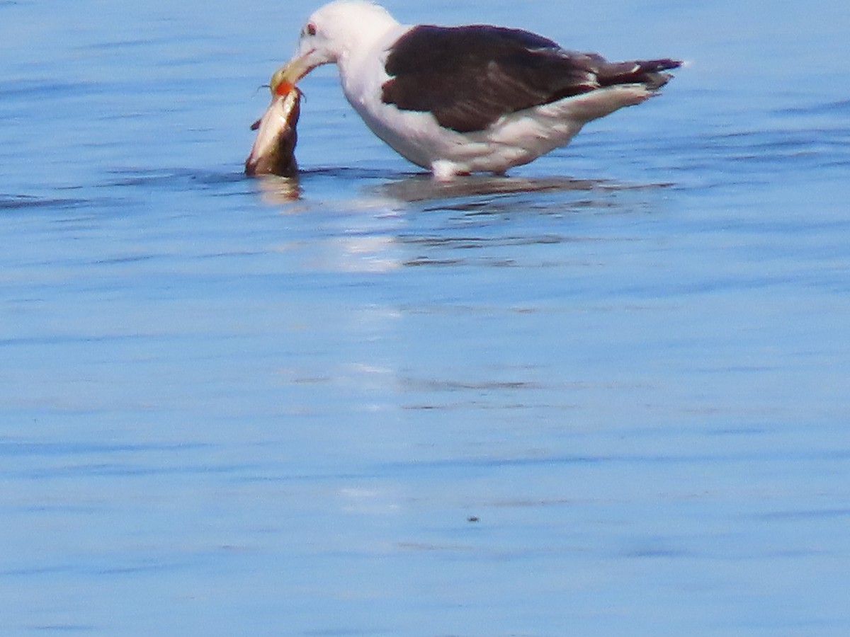 Great Black-backed Gull - ML642330936