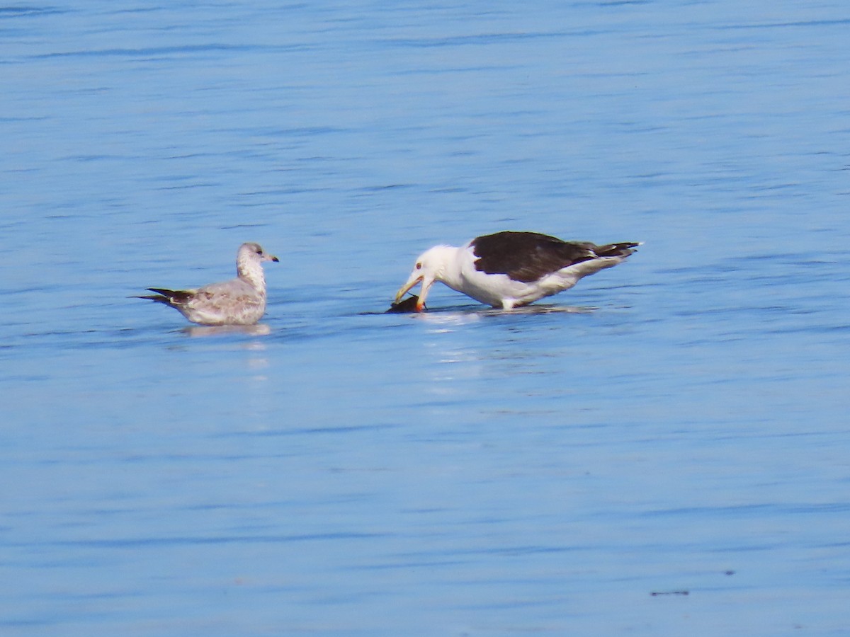 Great Black-backed Gull - ML642330937