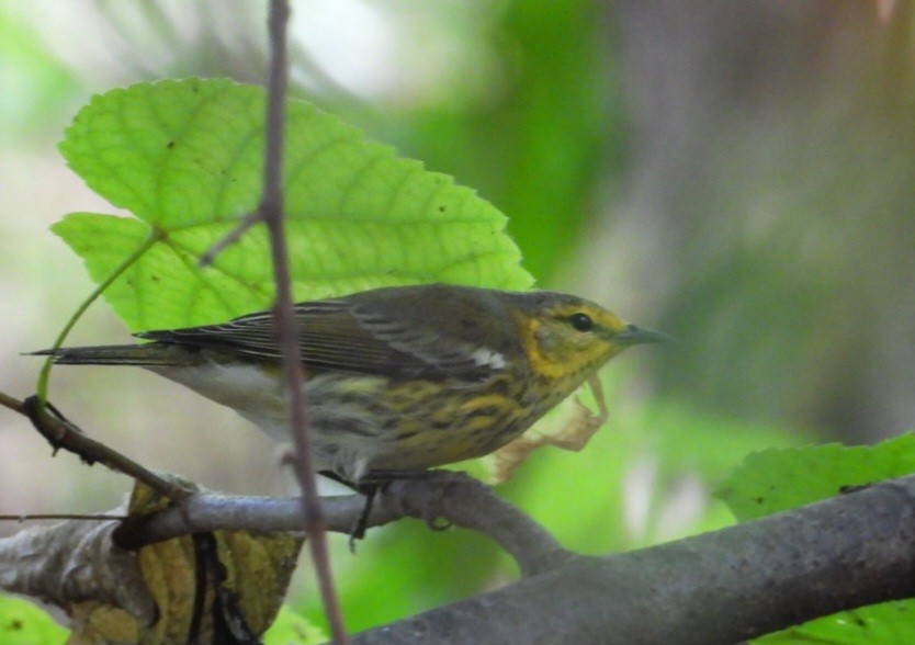 Cape May Warbler - ML642330940