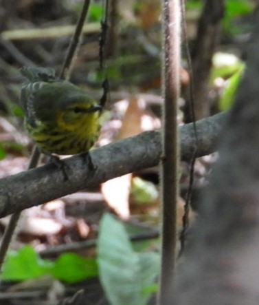 Cape May Warbler - ML642330941