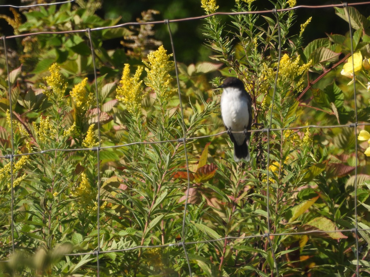 Eastern Kingbird - ML642330981