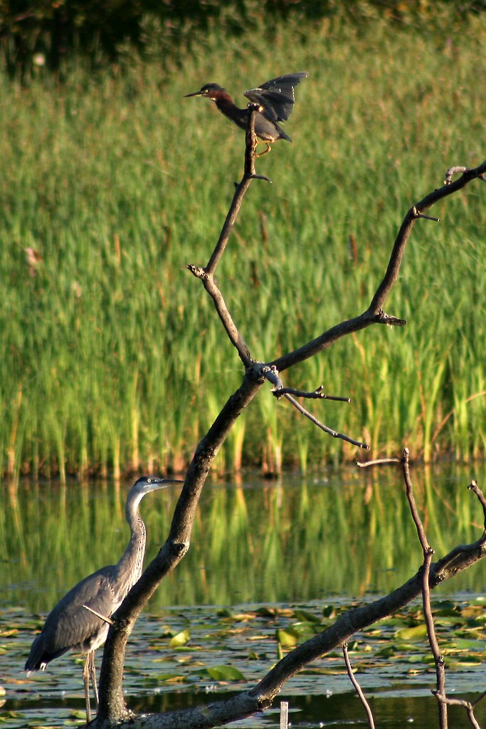 Green Heron - ML642331003