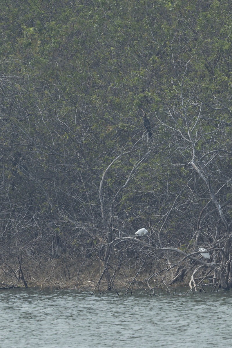 Oriental Darter - ML642331004