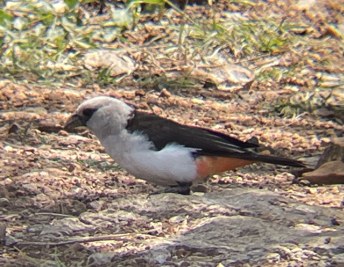 White-headed Buffalo-Weaver - ML642331010