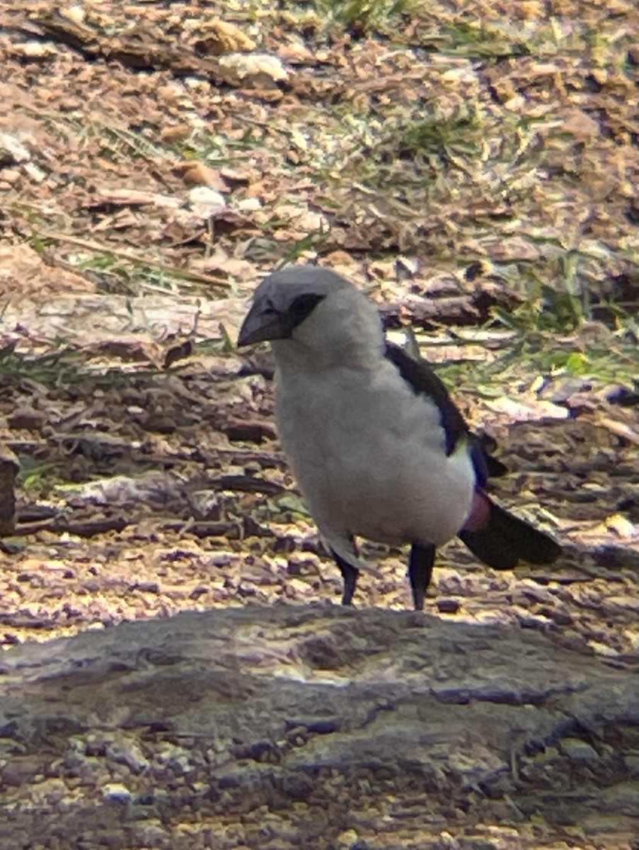 White-headed Buffalo-Weaver - ML642331011
