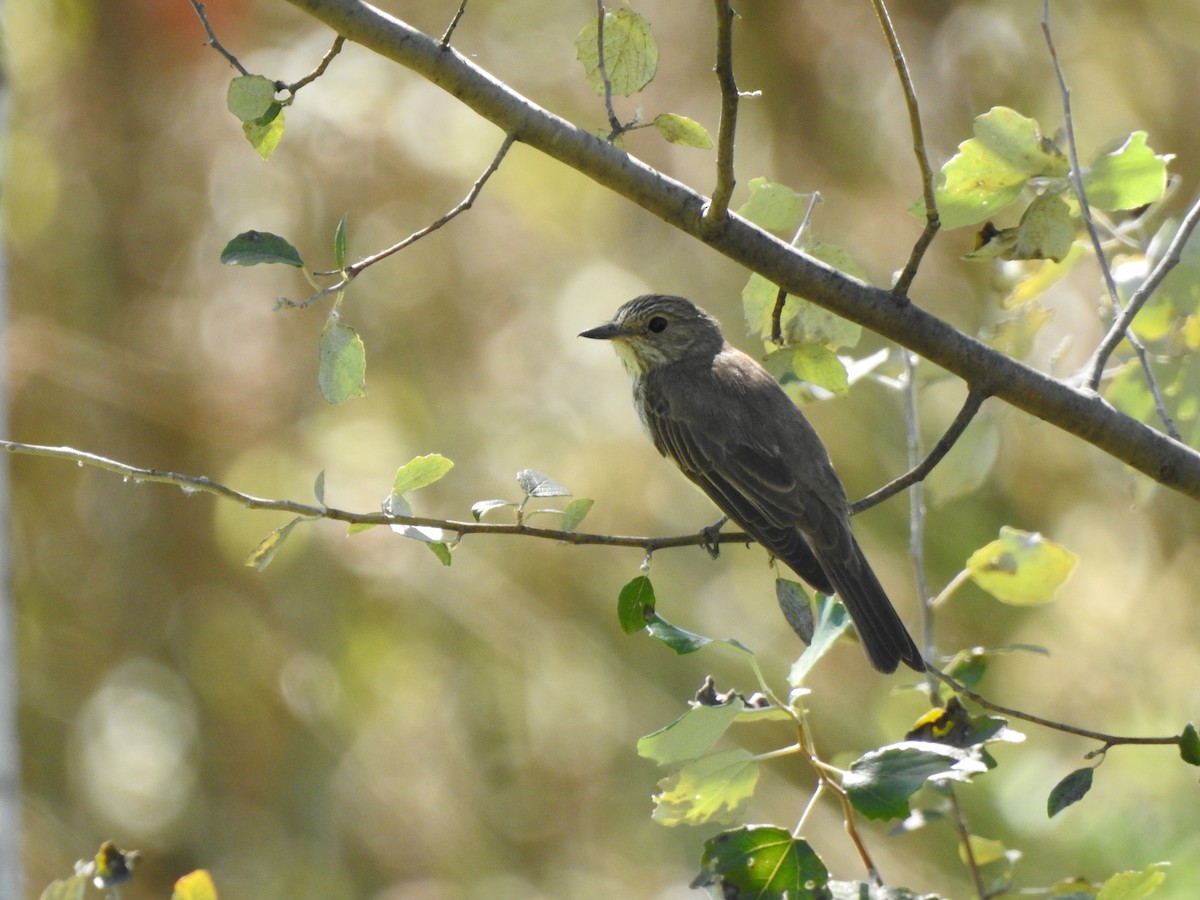 Spotted Flycatcher - ML642331015
