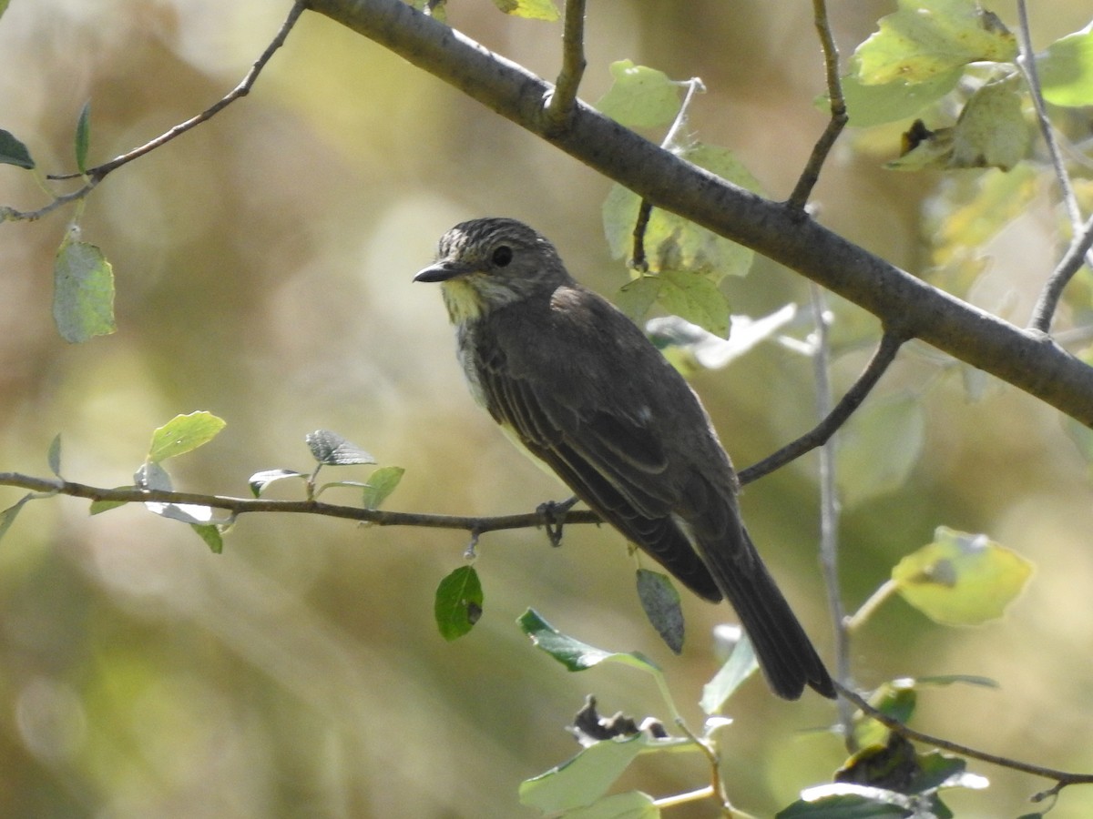 Spotted Flycatcher - ML642331022