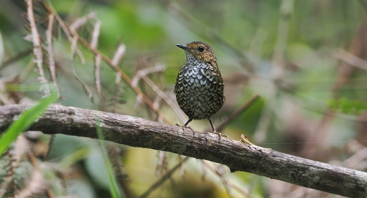 Pygmy Cupwing - ML642331023