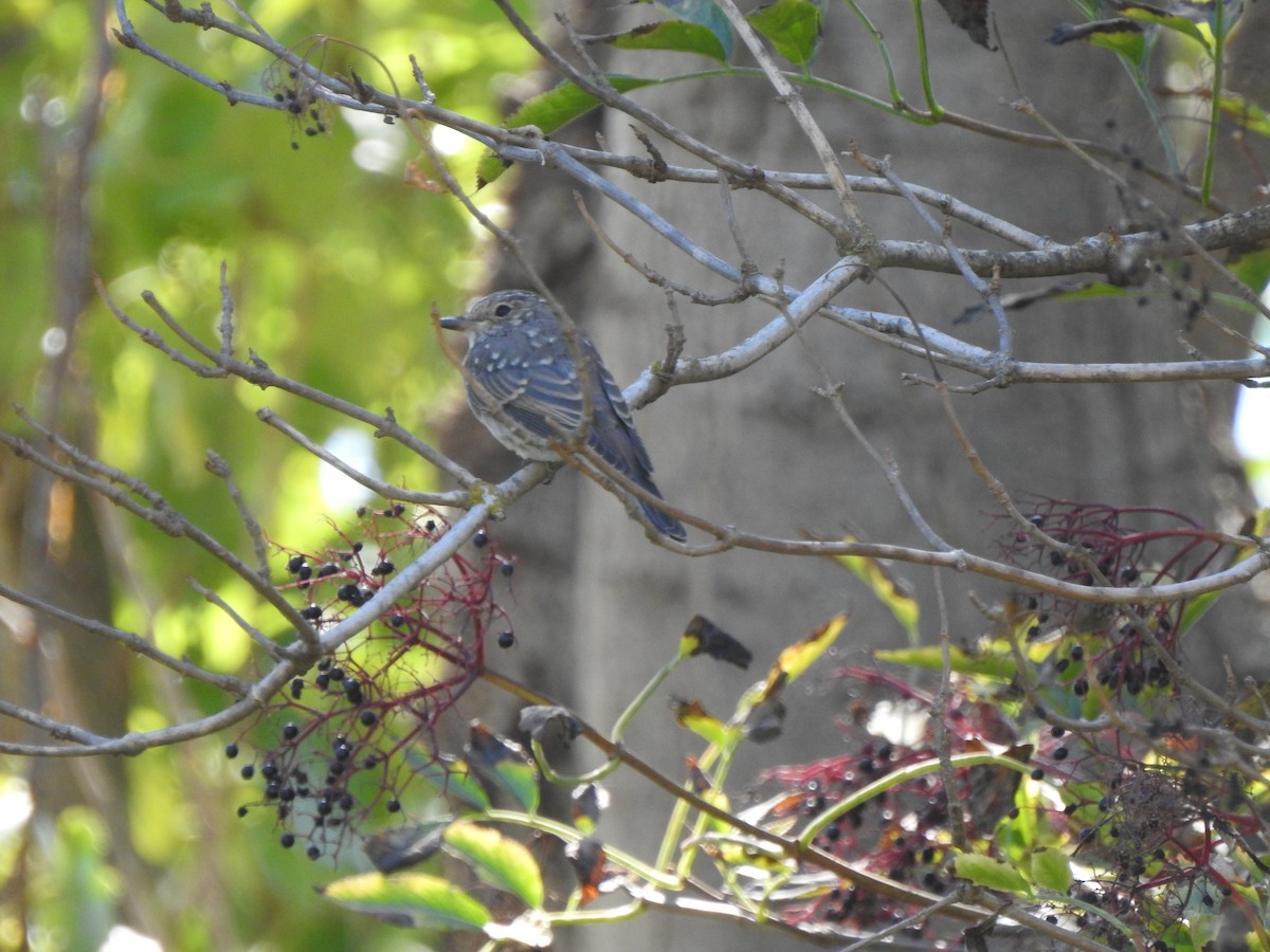 Spotted Flycatcher - ML642331028
