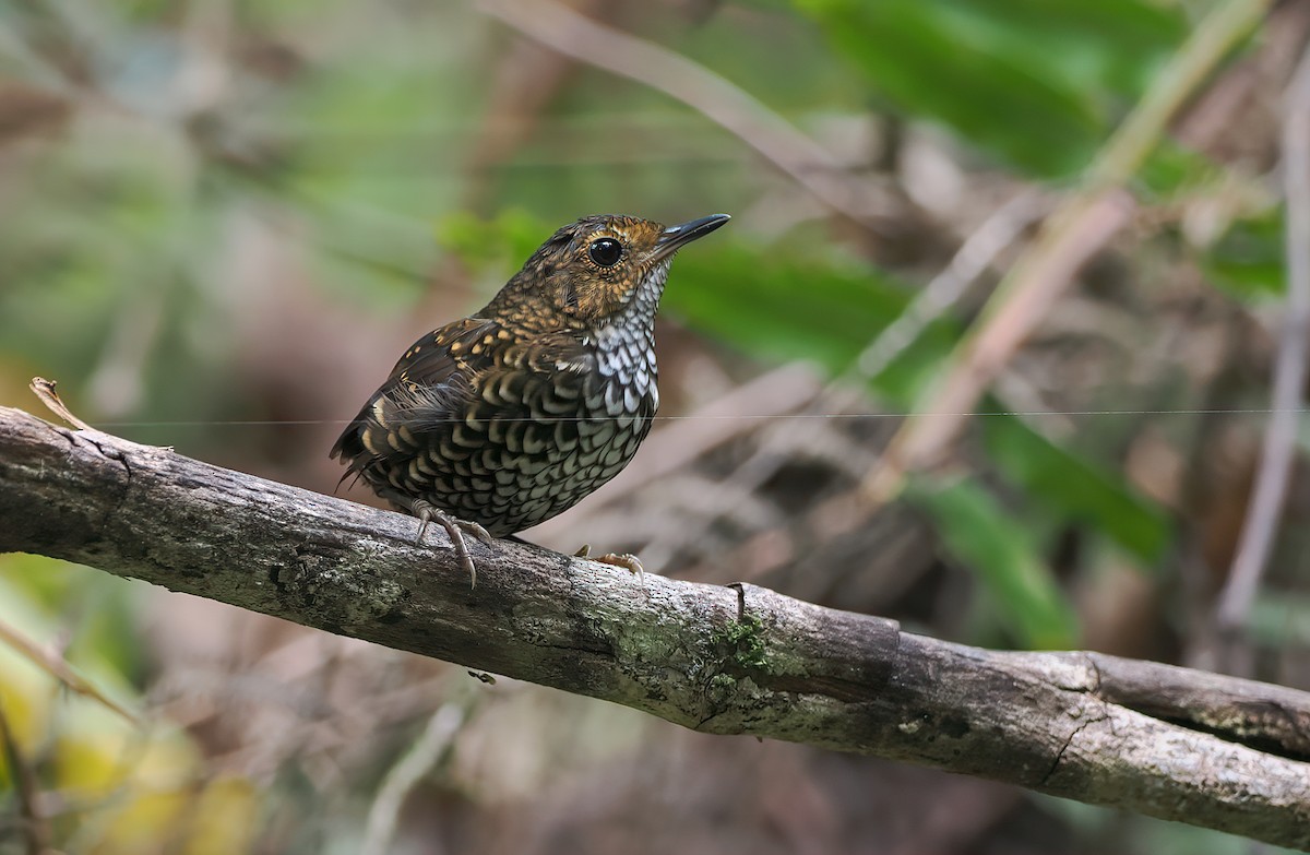 Pygmy Cupwing - ML642331034