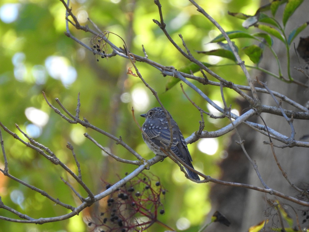 Spotted Flycatcher - ML642331036