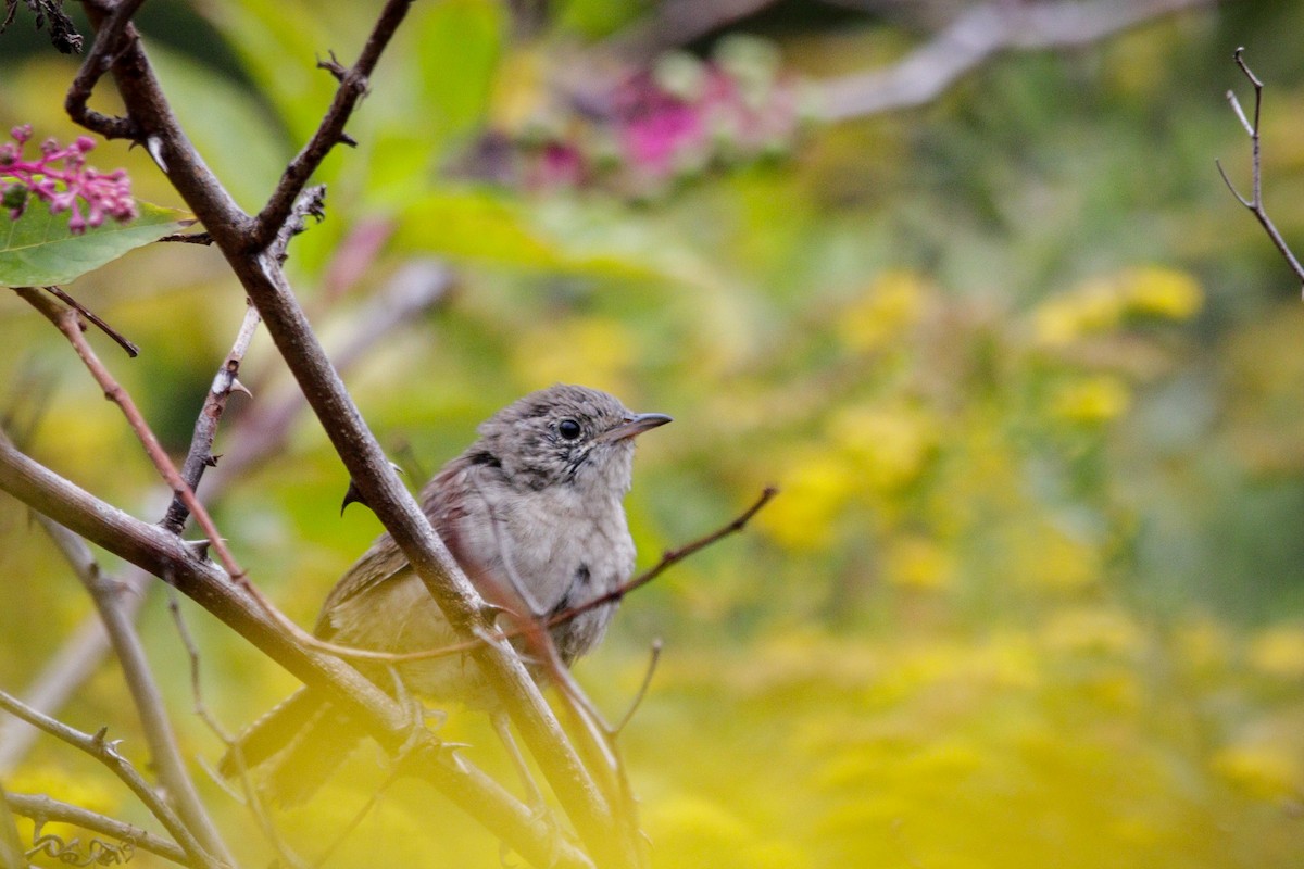 Northern House Wren - ML642331038