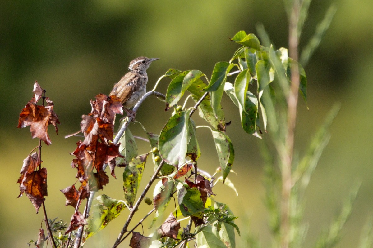 Carolina Wren - ML642331040