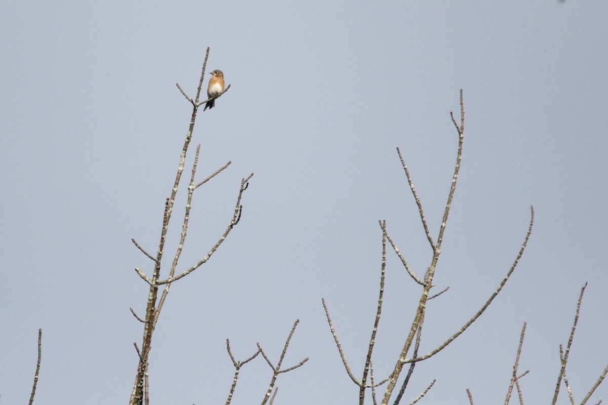 Eastern Bluebird - ML642331048