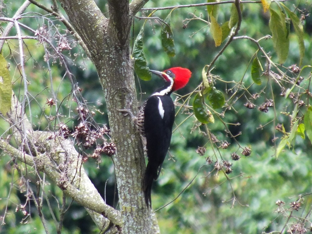 eBird Checklist - 16 Mar 2015 - Apia - 24 species