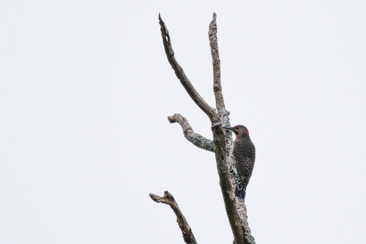 Northern Flicker (Yellow-shafted) - ML642331056