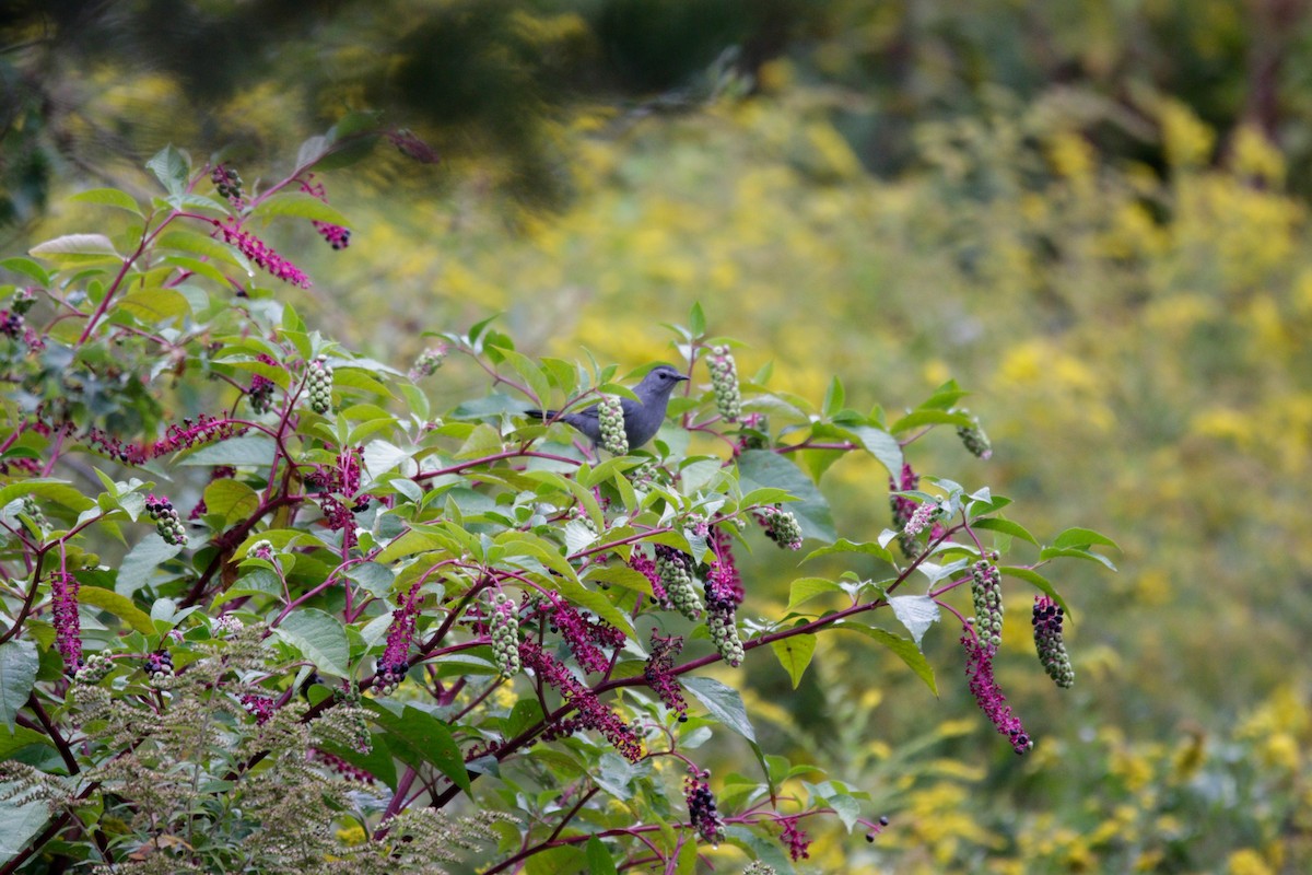Gray Catbird - ML642331062