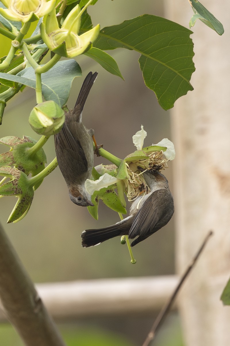 Striated Yuhina - ML642331063