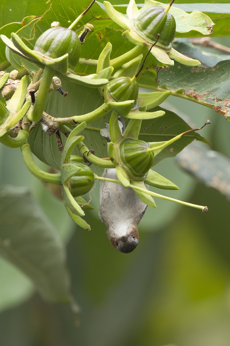 Striated Yuhina - ML642331064