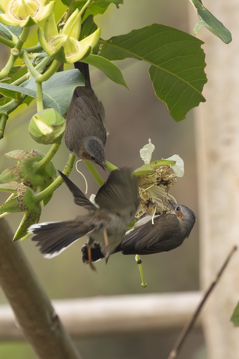 Striated Yuhina - ML642331065