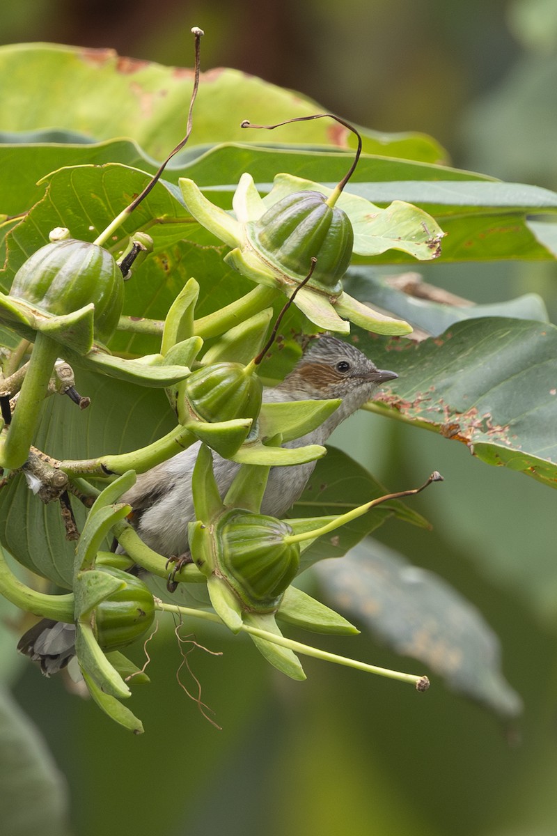 Striated Yuhina - ML642331066