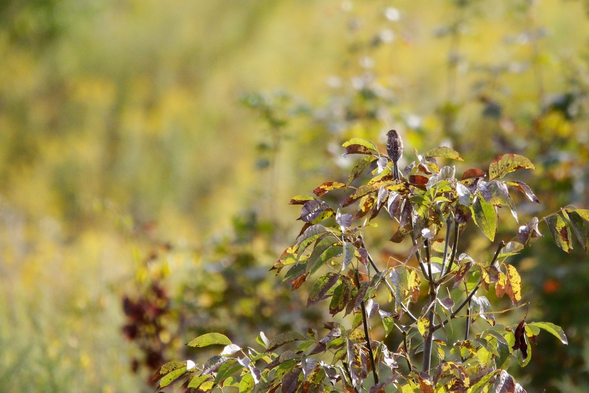 Field Sparrow - ML642331067