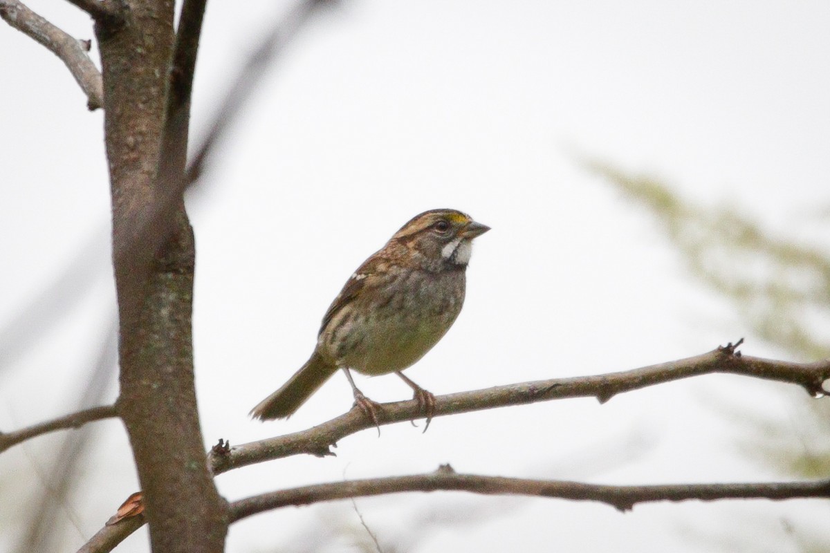 White-throated Sparrow - ML642331069
