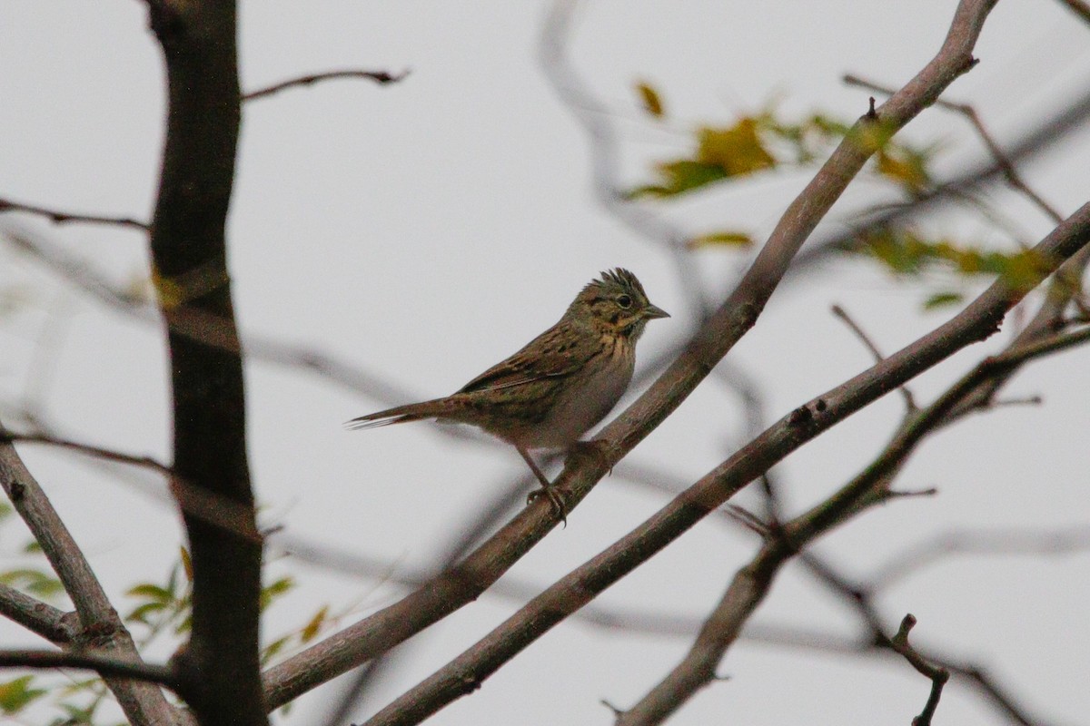 Lincoln's Sparrow - ML642331077