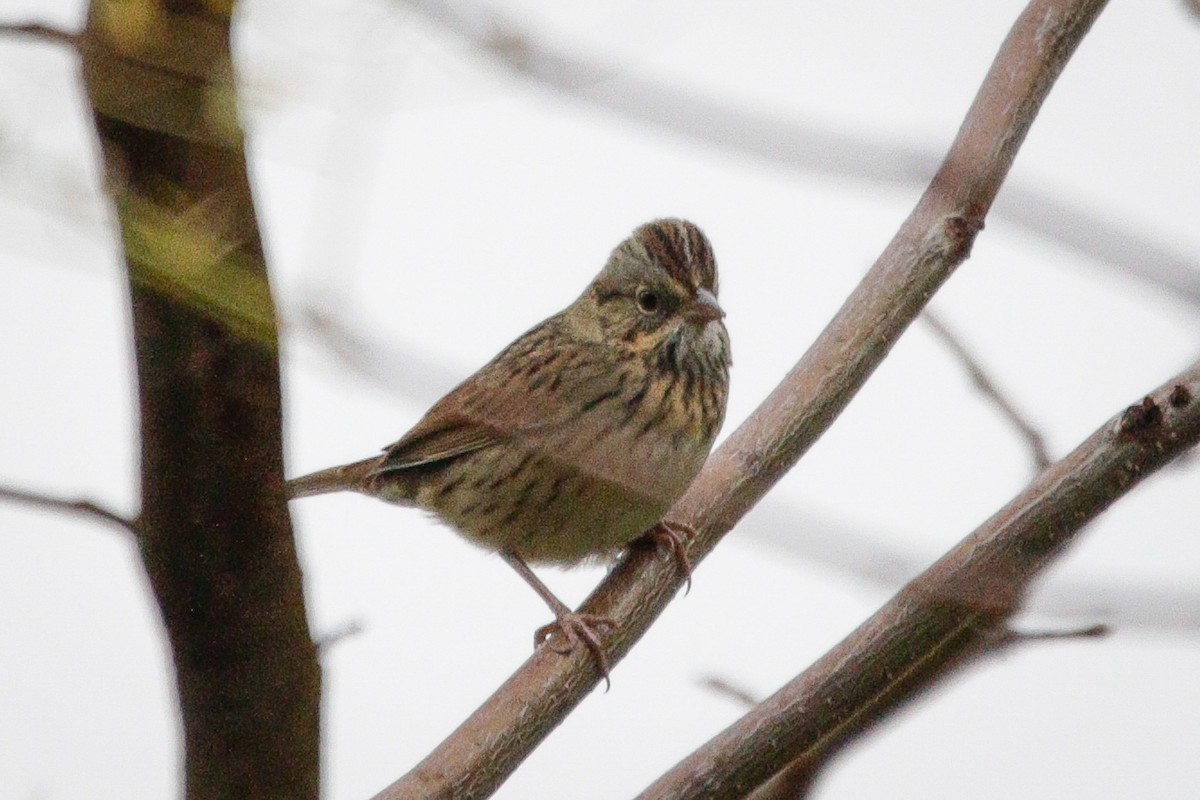Lincoln's Sparrow - ML642331078