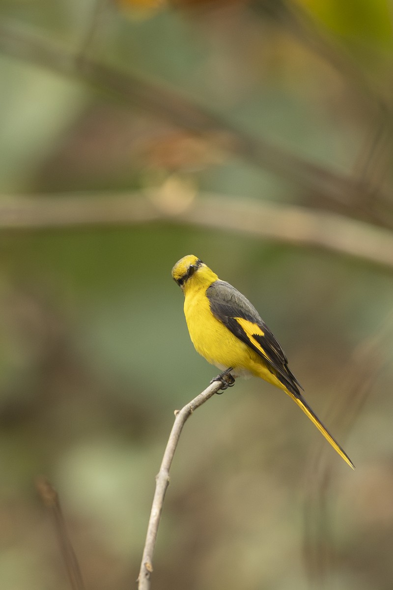 Short-billed Minivet - ML642331082