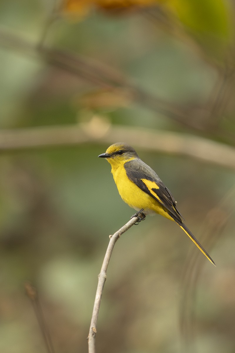 Short-billed Minivet - ML642331084