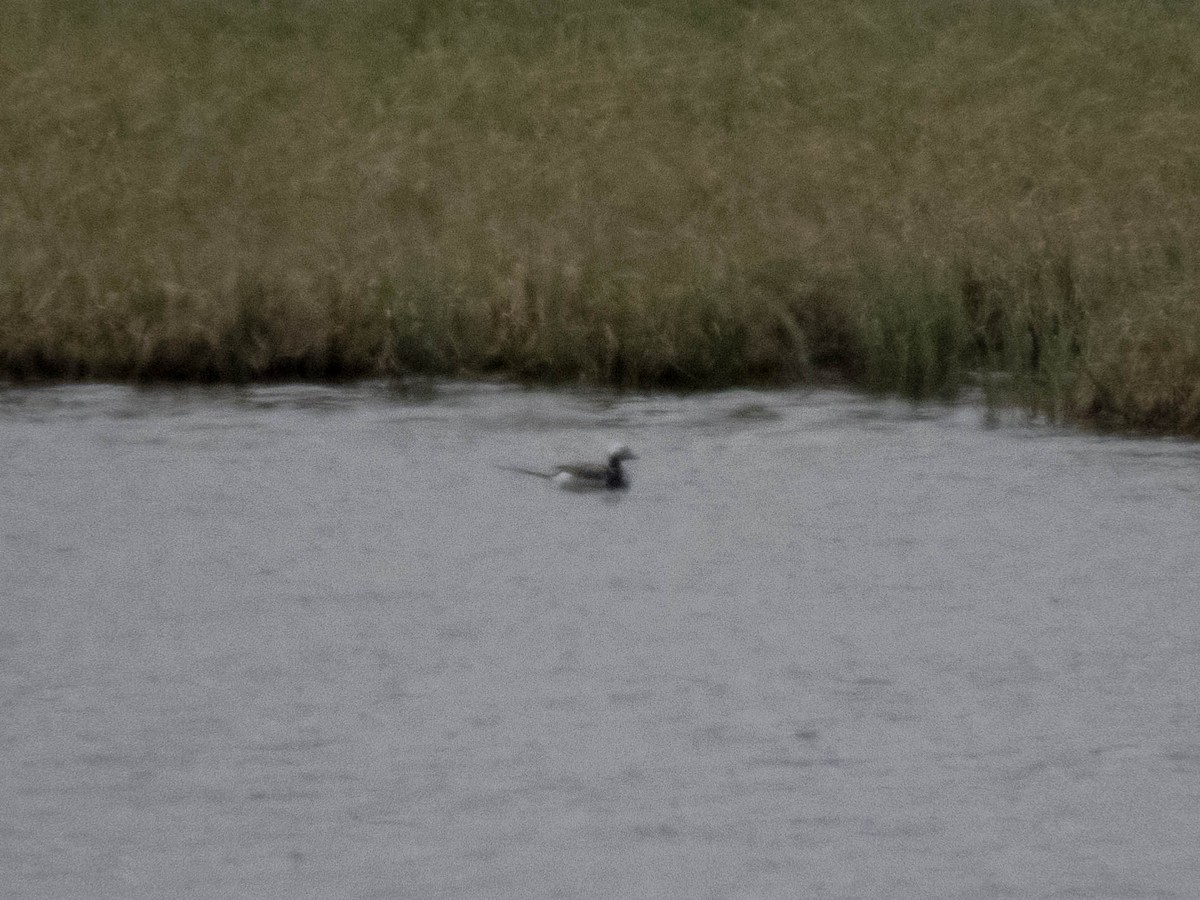 Long-tailed Duck - ML642331087
