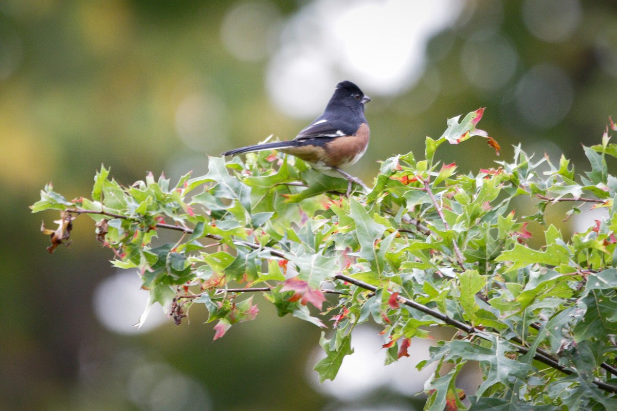 Eastern Towhee - ML642331089