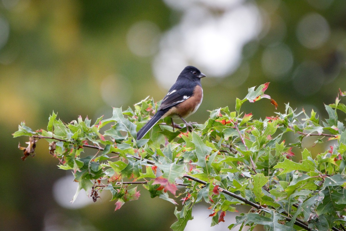 Eastern Towhee - ML642331090