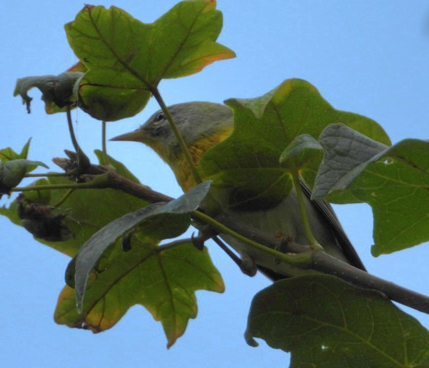 Northern Parula - ML642331102