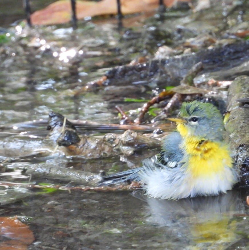 Northern Parula - ML642331103