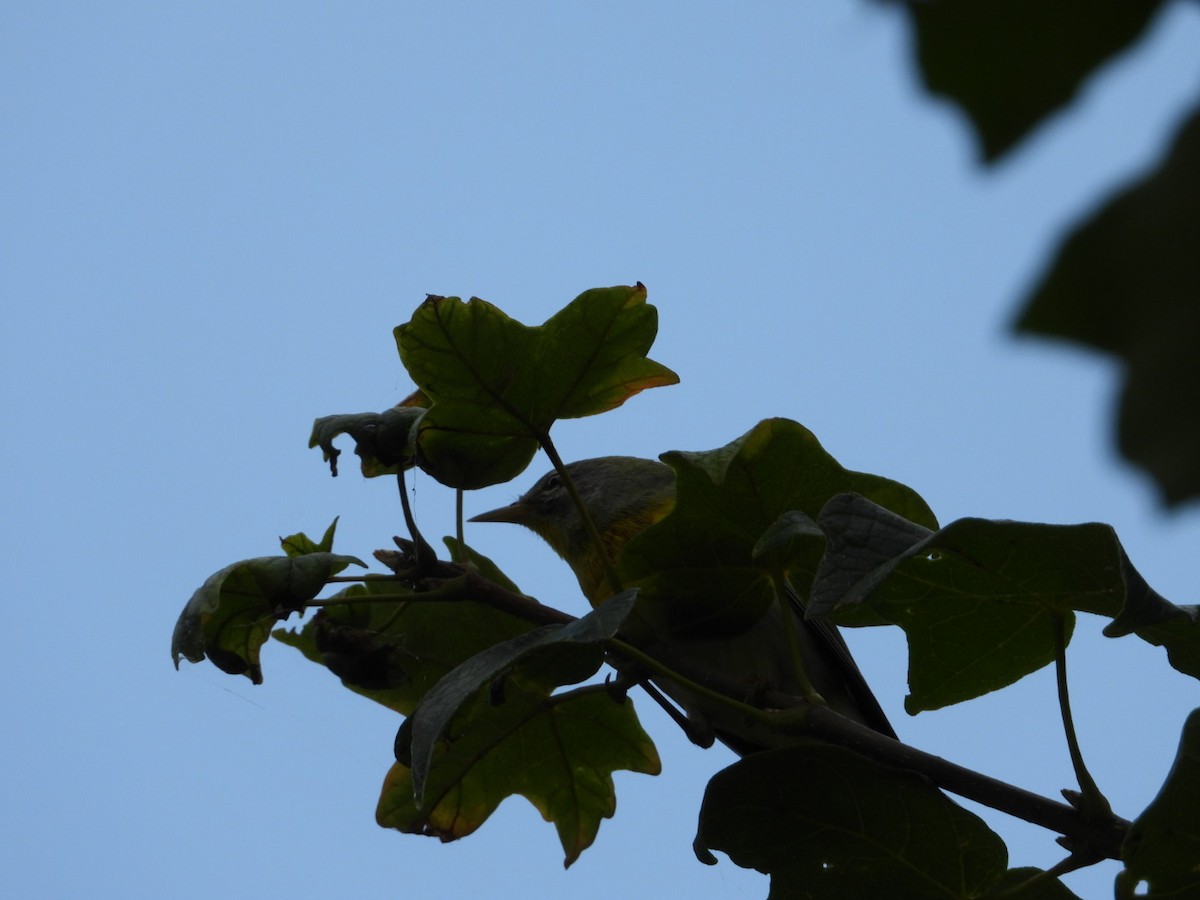 Northern Parula - ML642331112