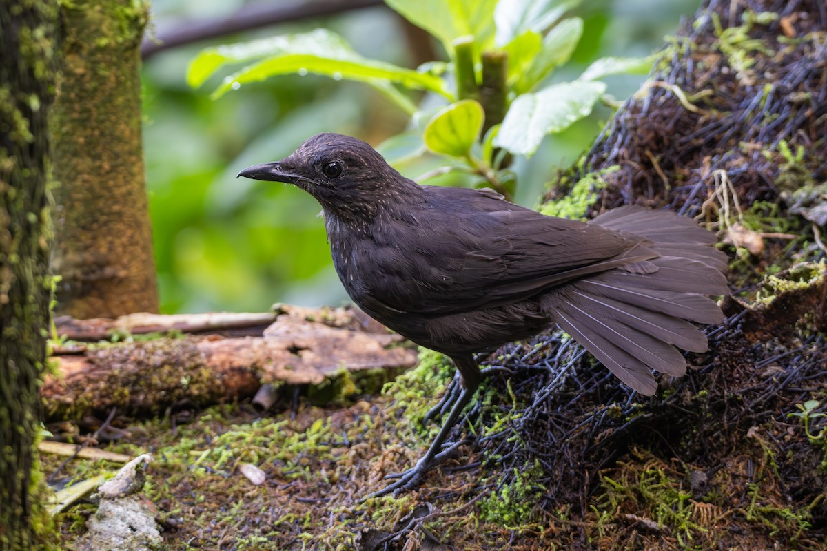 Bornean Whistling-Thrush - ML642331128