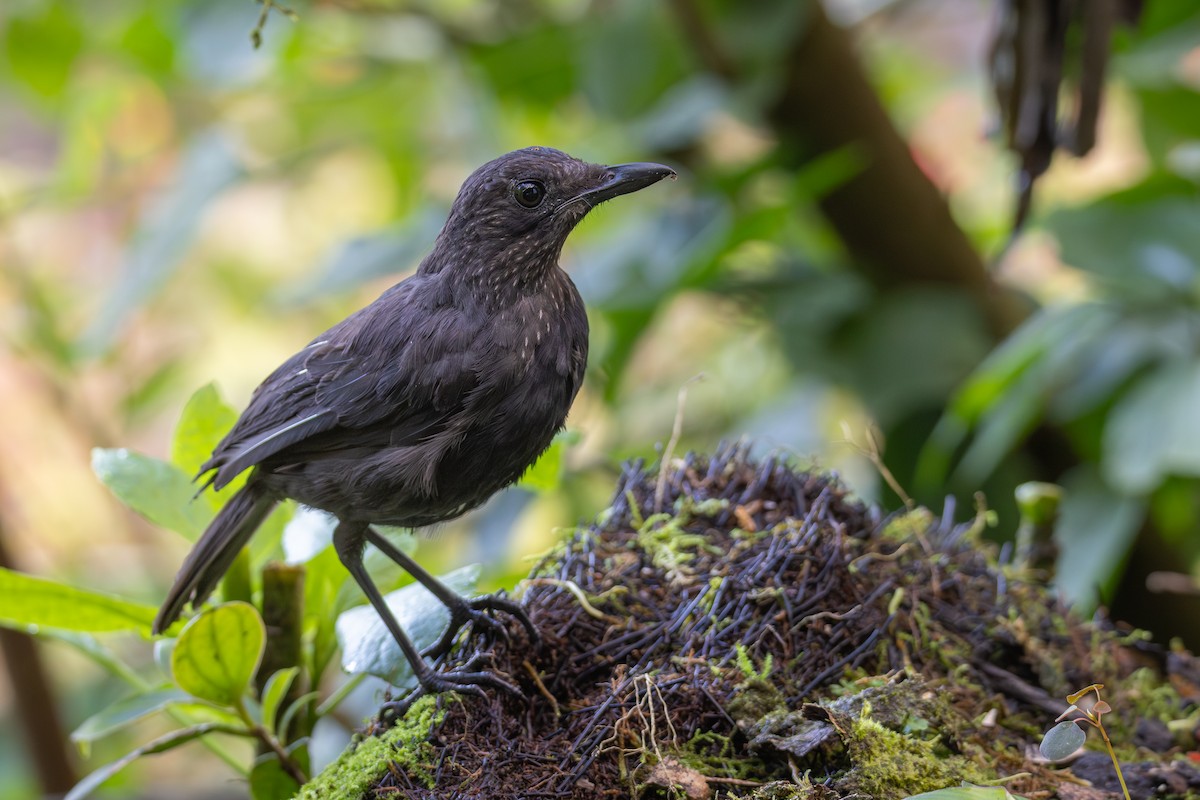 Bornean Whistling-Thrush - ML642331129