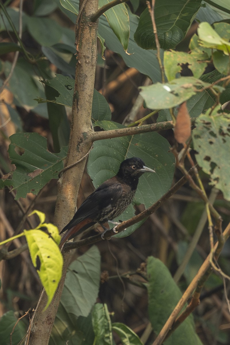 Maroon Oriole - ML642331143