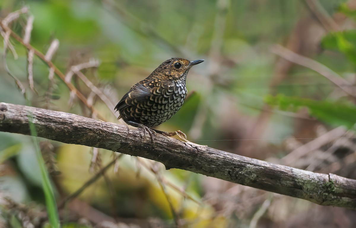 Pygmy Cupwing - ML642331148