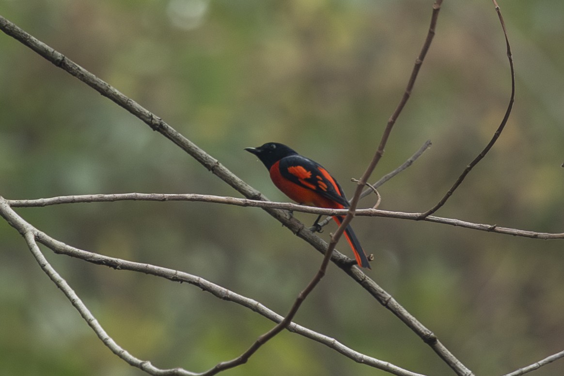 Scarlet Minivet - ML642331149