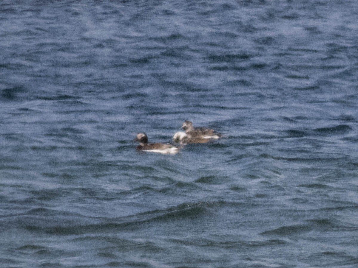 Long-tailed Duck - ML642331163