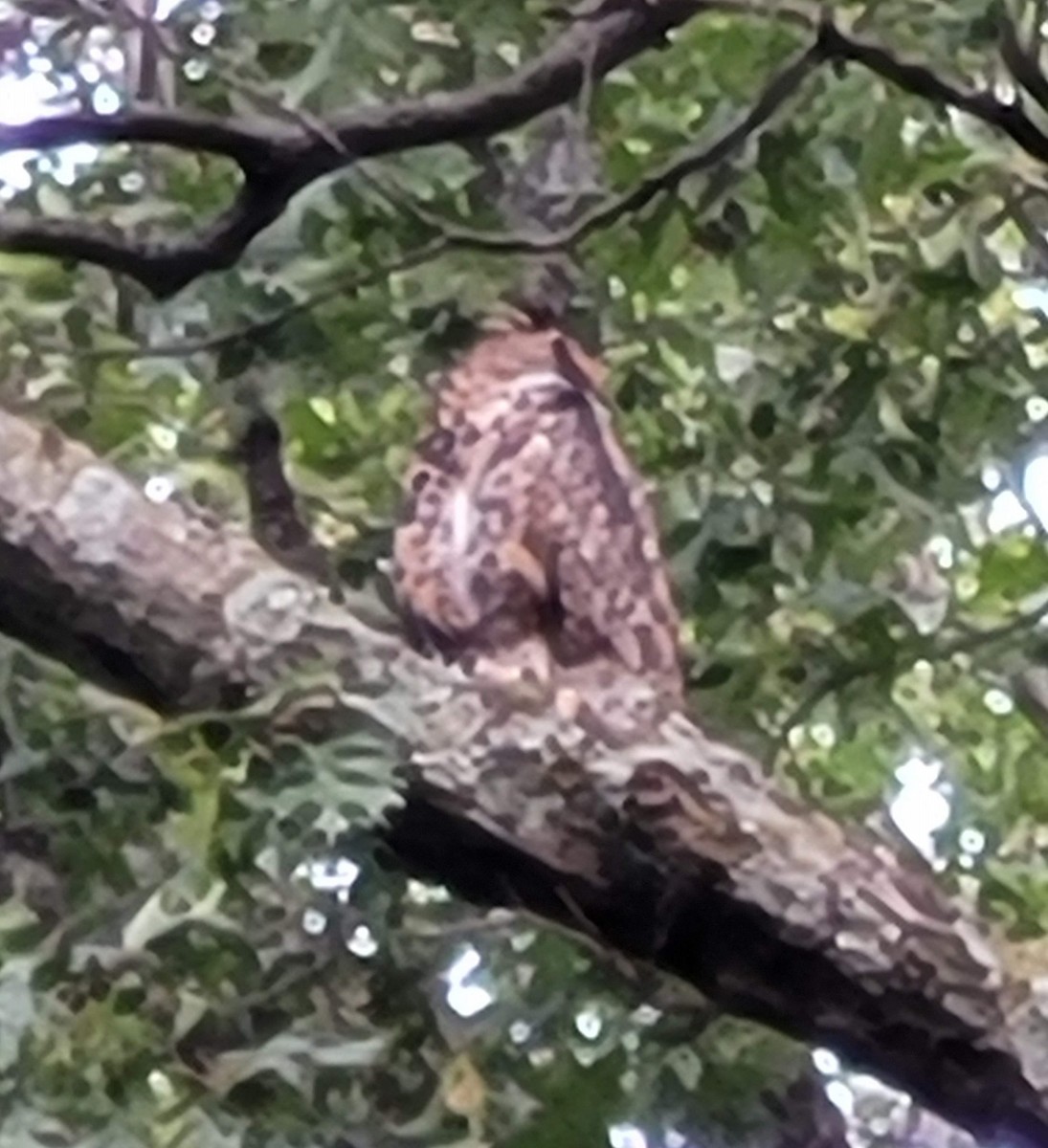 Great Horned Owl - ML642331225