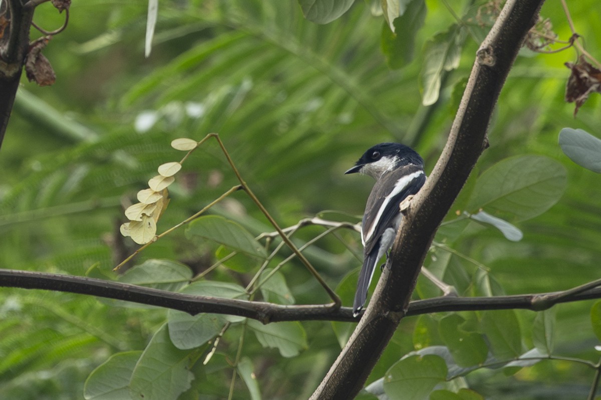 Bar-winged Flycatcher-shrike - ML642331258