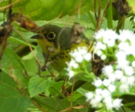 Canada Warbler - ML642331261