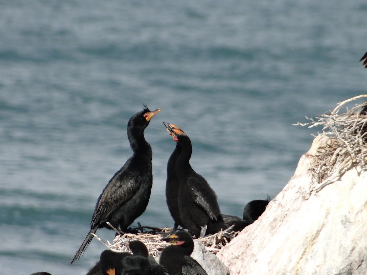 Crowned Cormorant - ML642331279