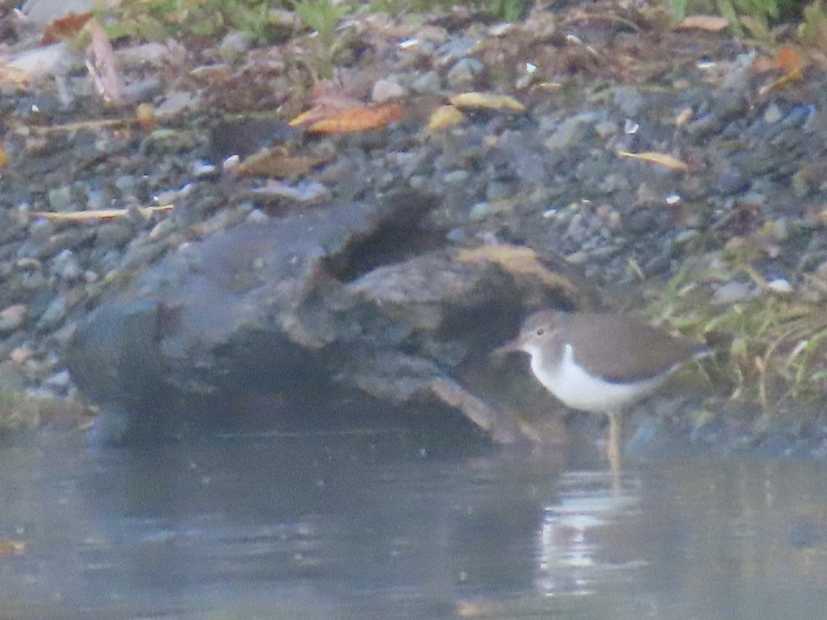 Spotted Sandpiper - ML642331280
